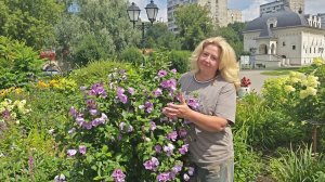 Сирийский гибискус для Подмосковья