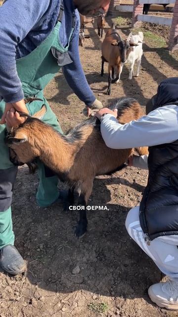 Привезли в Армению! Зачем?! #шортс #тикток #глэмпинг смотреть онлайн