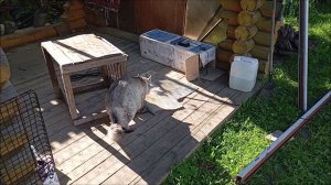 Кот. Кос.