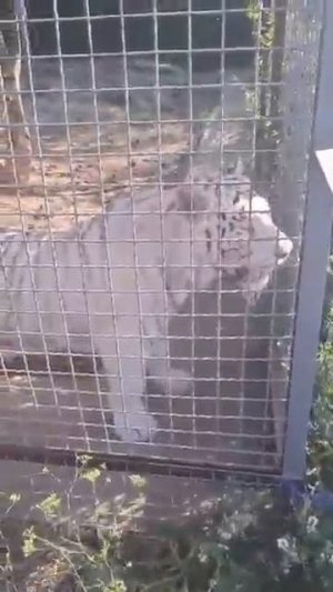 Тайганские блондинчики Парк львов Тайган