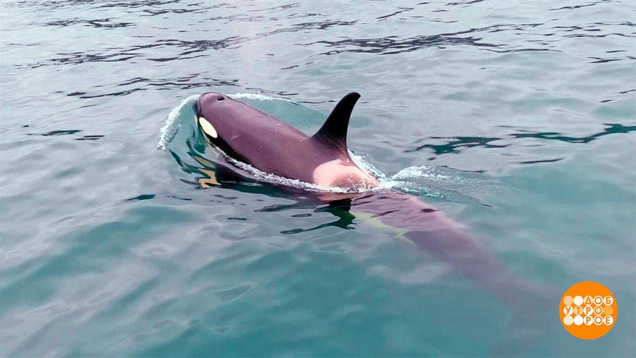 Косатки, давайте дружить семьями! Доброе утро. Фрагмент выпуска от 23.07.2025