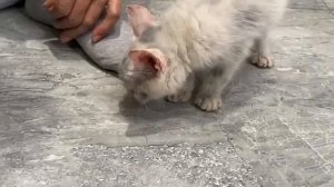 Кошечка никогда в жизни не получала любви и была в слезах, когда ее спасла одна женщина - 2025 год