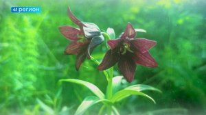 ФОТОГРАФИЯМИ ЦВЕТОВ ИЗ РАЗНЫХ УГОЛКОВ КАМЧАТКИ ПОДЕЛИЛИСЬ ЭКОЛОГИ • ФОТО ФАКТ