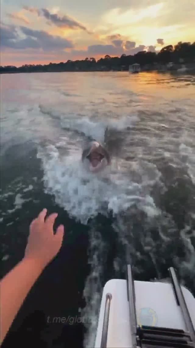 В Италии есть дельфин-мачо. смотреть онлайн