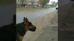 Вольф пешеход