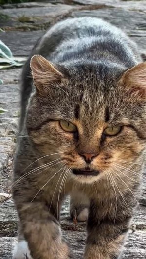 Барсик спешит домой… к маме