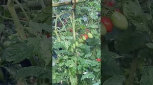 Обход территории 😁🥒🍅🌺
