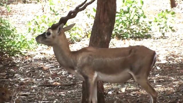 10 Представителей Животного Мира с Самыми Большими Рогами смотреть онлайн