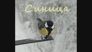 Иеромонах Роман, монах Афанасий (Кокорев). Синица