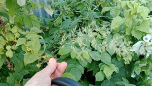 Вышли с Жусиками на вечернюю прогулку!!!