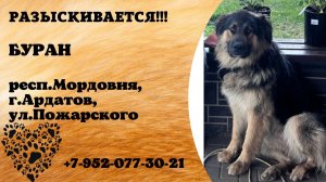 Пропала собака! БУРАН. респ. Мордовия,  г. Ардатов