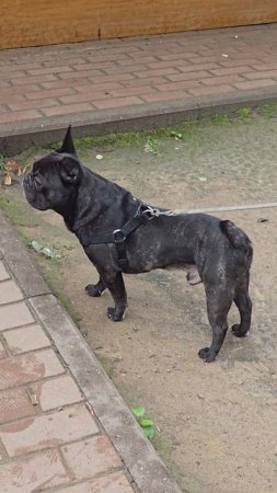 #собачки #reels #short #shorts #margo #shortvideo #dog #dogs #doglife #dogshort #dogvideo #dogy #joy