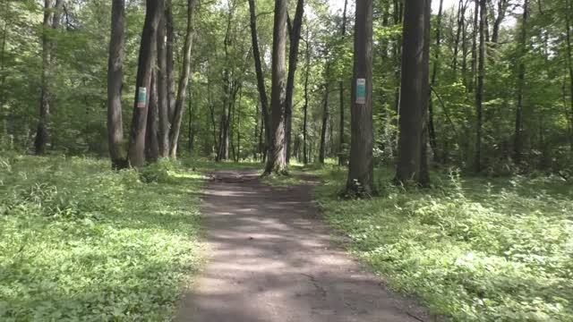 Прогулка по лесу 23.07.2025. Лето в зените.