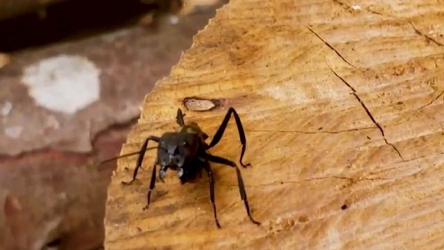 10 Самых Интересных Видов Муравьёв смотреть онлайн