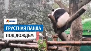 Жуи спрятался от дождя