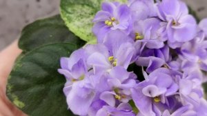 Фиалка Rob's Wascally Wabbit