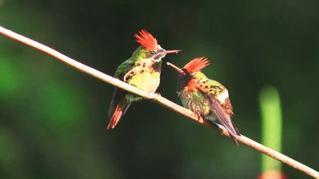 10 Самых Необычных и Красивых Видов Колибри смотреть онлайн