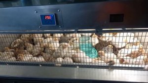 Перепела, клетки, компотики ) Я новичок 😏мы будем делать бизнес 😎