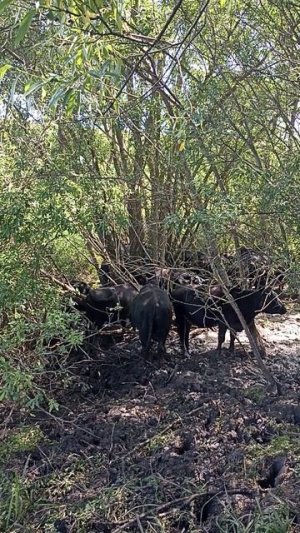 В жаркий день Абердин Ангусы прячутся в тени