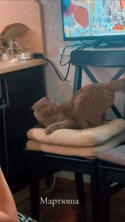Мартин член семьи
#кот #мартин #животные #приколы #шотландец