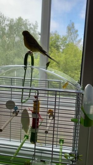 Попугайчик Рикки- забавный говорун. Ricky the parrot is a funny talker. Утро, новый день.