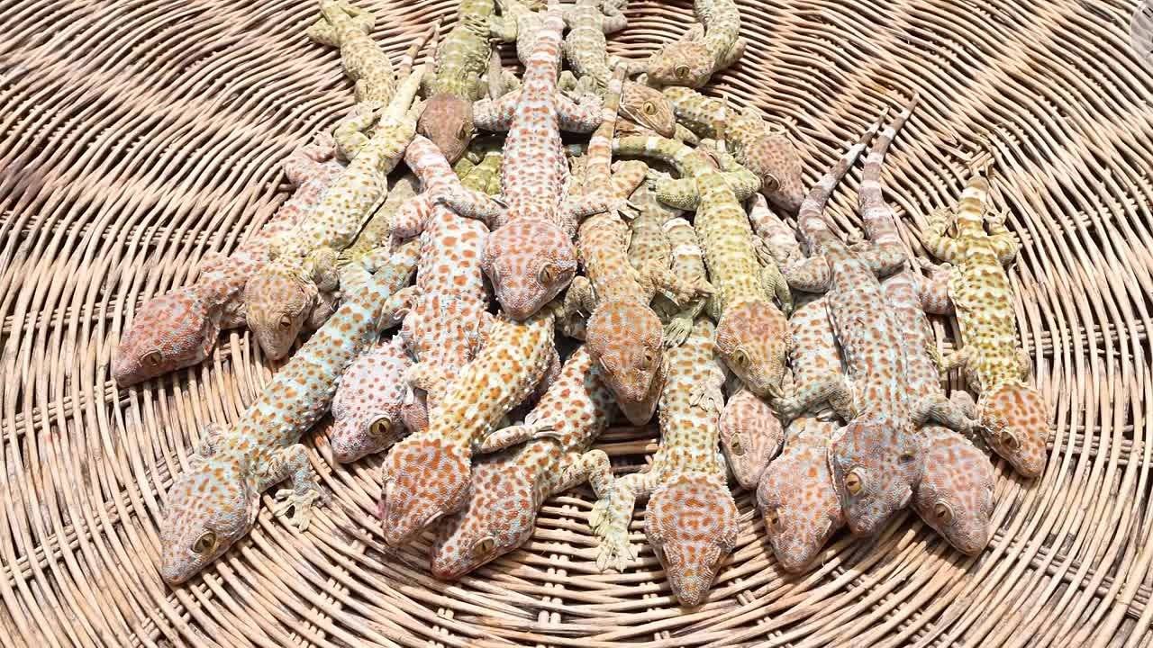 Кухня Сингапура. Жареные гекконы. Рецепт от местных жителей