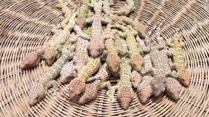 Кухня Сингапура. Жареные гекконы. Рецепт от местных жителей