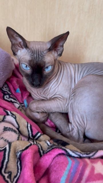 Wispa 🩵