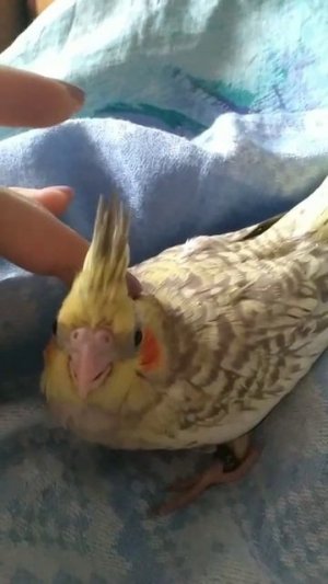 Ежедневно приручаем птенца🐣