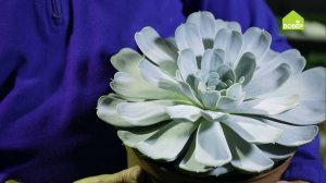 Как размножать эхеверию. Декоративные растения в вашем саду