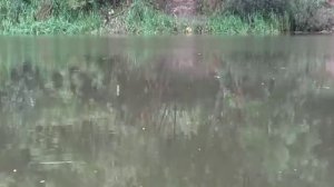 Ловим снова рыбку на большой воде