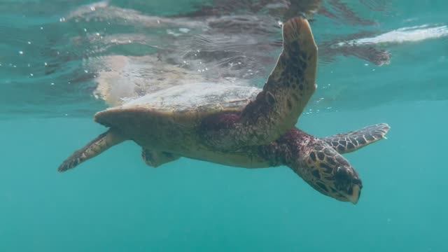 Мальдивы 2025. АКУЛЫ, ЧЕРЕПАХИ, СКАТЫ😱 и …. Красота Подводного Мира смотреть онлайн