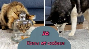 Собака действительно умнее кошки? Я проверяю IQ моих хаски и кошки.