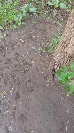 23.07.25. продолжаю пополнять кормушки для белочек и мелких лесопарковых птиц