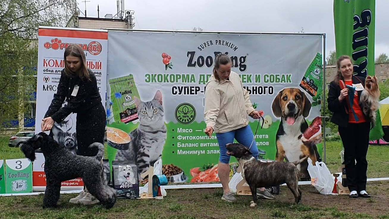 24.05.2025, СПб. Клуб "Аллен" (РКФ, ОАНКОО). Выставка собак САС 3 группы FCI