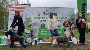 24.05.2025, СПб. Клуб "Аллен" (РКФ, ОАНКОО). Выставка собак САС 3 группы FCI