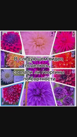 Мой опыт покупки георгинов в Лемана Про