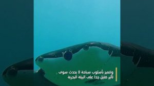 🤖🌊Китайский робот-скат отправился в свою первую миссию