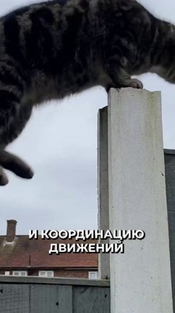 😳 Почему котики спят на левом боку