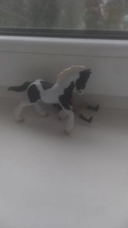 Лошадь (Жеребёнок)!!! Оаоаоаоаоаоаоааооасоаоаооаоаоаооо