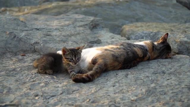 Котик и хвост.