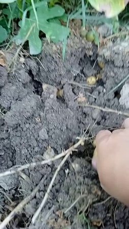 Что выросло из очистков) Так садили картофель в войну!