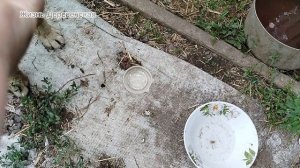 19-07-2025Продолжение о привыкании взрослого кота в новой семье.Дрон привык.