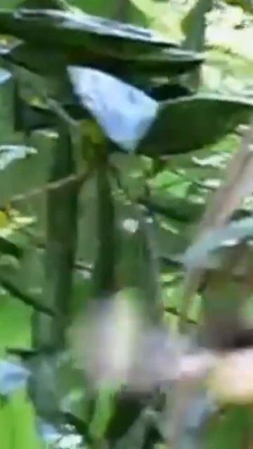 Бабочка орнитоптера Королевы Александры. Самые большие бабочки #shorts смотреть онлайн