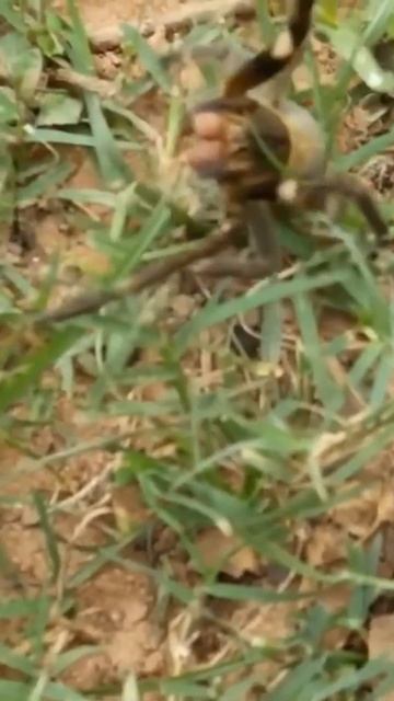 БРАЗИЛЬСКИЙ СТРАНСТВУЮЩИЙ ПАУК. Самые опасные паукообразные #shorts смотреть онлайн