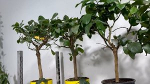 Обзор растений «Цитрус Микс Экзотика» в московском магазине от Елены Степановой!
