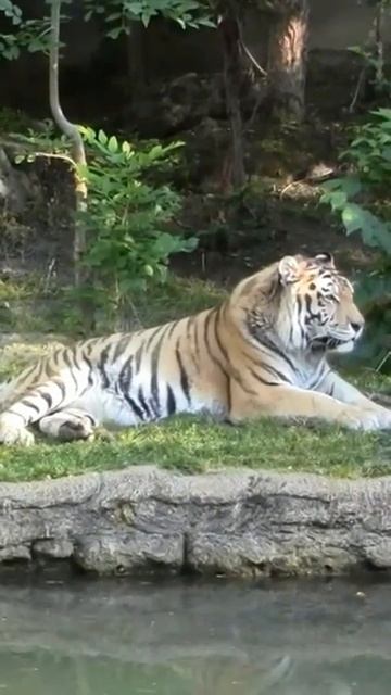 Амурский тигр. Редкие тигры #shorts смотреть онлайн