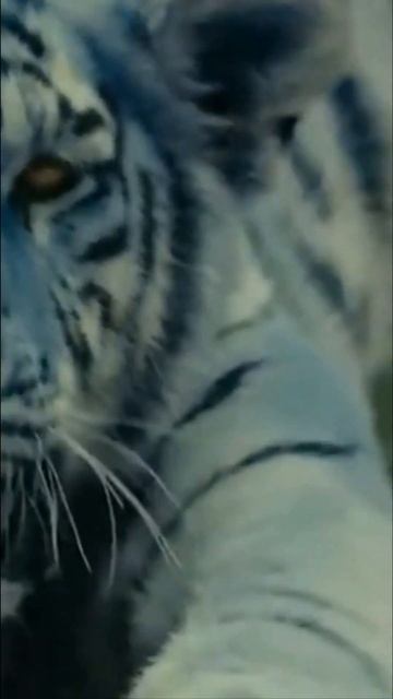 Мальтийский тигр. Редкие тигры #shorts смотреть онлайн