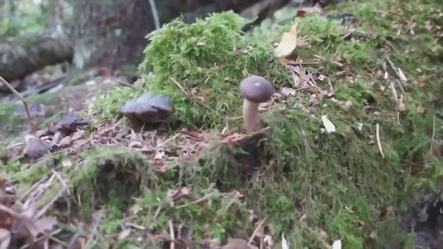 Опять за Грибами.Новая волна опят.Грибы опять пошли. Сентябрь 2023. смотреть онлайн