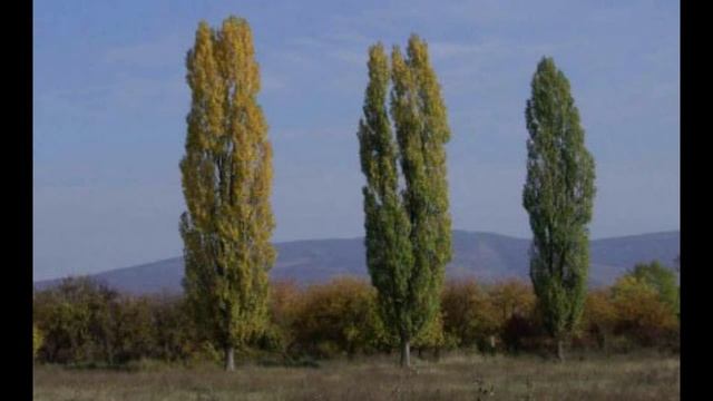 Тополя тополя.mp4